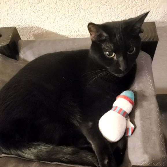 Meet your Posher, Ashton - Picture 1 of 1